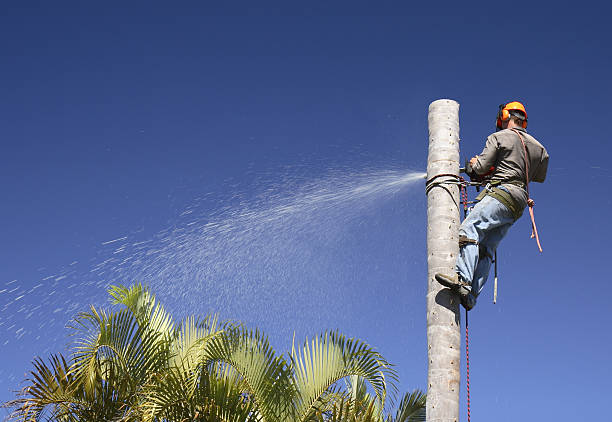 Best Palm Tree Trimming  in Oswego, IL