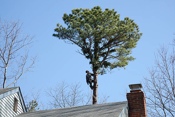 Best Tree Health Inspection  in Oswego, IL