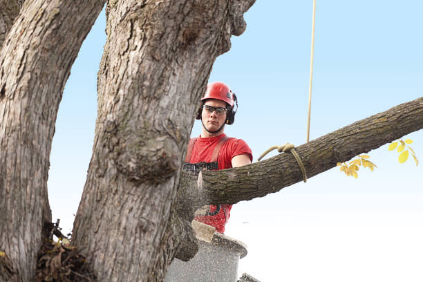 Best Storm Damage Tree Cleanup  in Oswego, IL